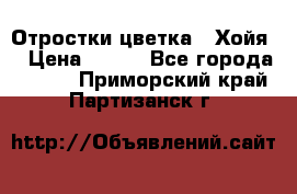 Отростки цветка  “Хойя“ › Цена ­ 300 - Все города  »    . Приморский край,Партизанск г.